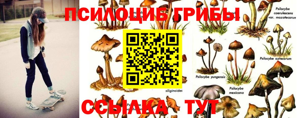 Псилоцибиновые грибы мицелий Зеленогорск